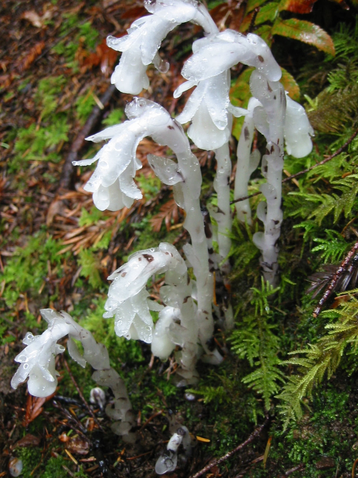 Monotropa